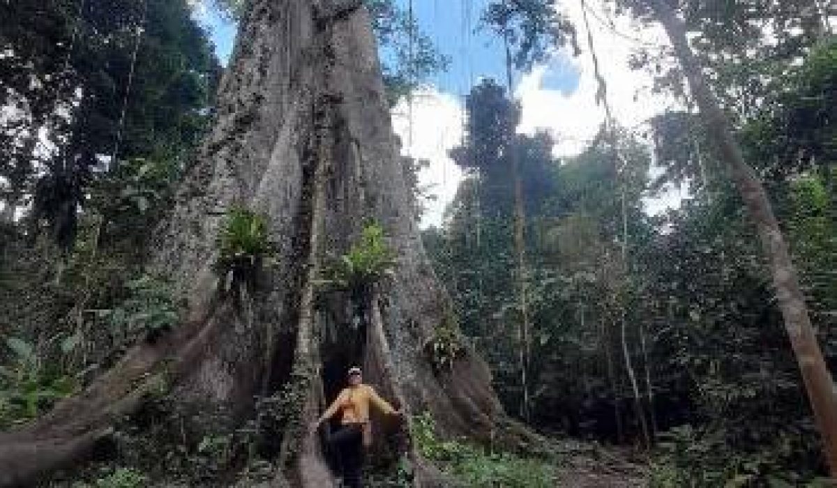 iquitos-lugares-turisticos-arbol